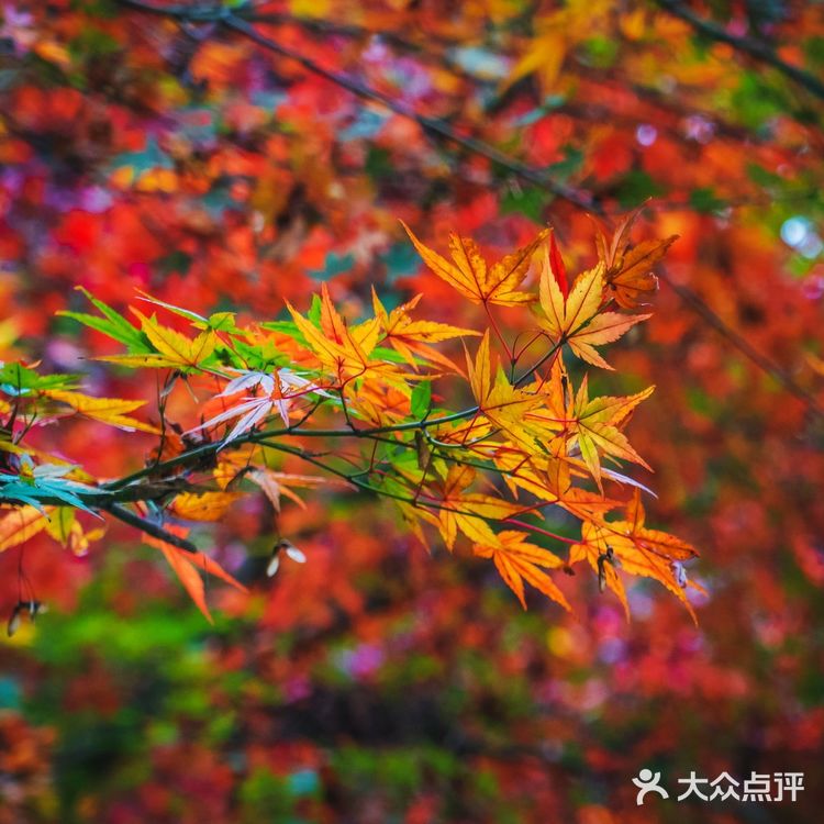 莫干山的深秋,迷人色彩惹人醉