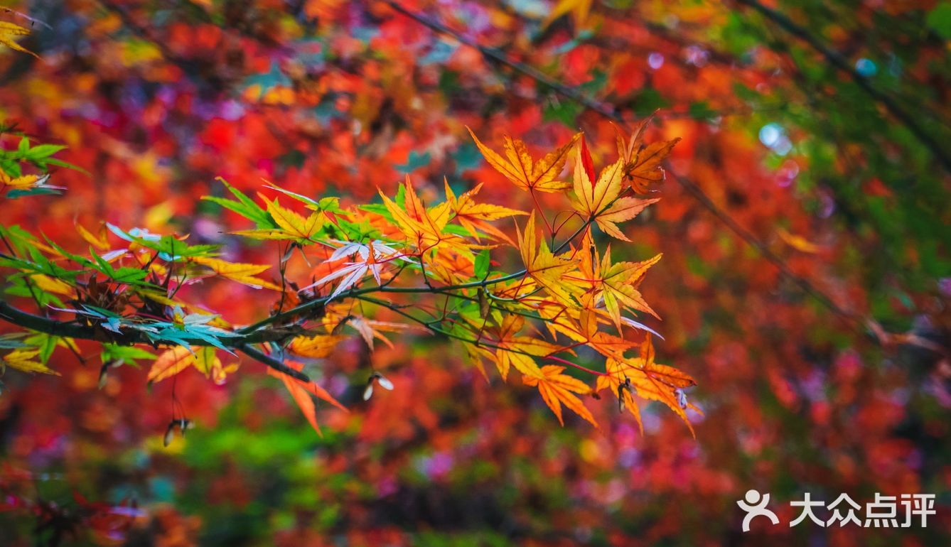 莫干山的深秋，迷人色彩惹人醉