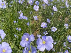 -济南国际园博园