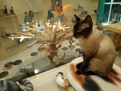 -飞行喵MR PILOT|猫舍·猫咖(静安大融城店)