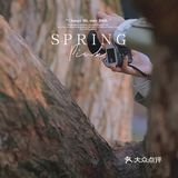 🌸无锡鼋头渚-樱花没开