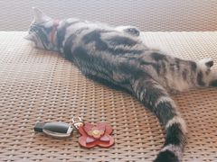 -中农国际动物医院24小时·猫科·骨科·急重症中心