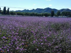 -北京东方普罗旺斯薰衣草庄园