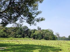 -南宁良凤江国家森林公园