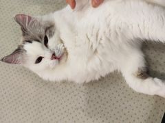 -BABIT巴比特宠物(MOMOPARK店)