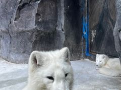 -海合安青岛极地海洋公园