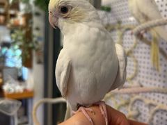 -吉丁鸟咖·异宠·寄养