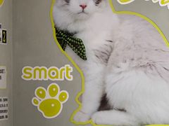 -上海浦东smart汽车全功能店(金桥店)