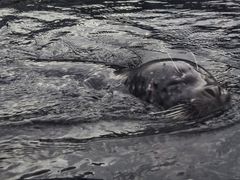 -西雅图水族馆