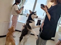 -共舞时光猫咖·狗咖(新街口店)