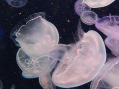 -太平洋海底世界