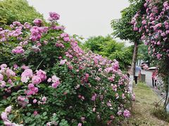 -尚贤河湿地
