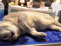 -纳吉亚猫专科动物诊疗中心(蒋宅口分院)
