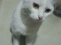 -中农大我爱我爱24h动物医院·中医针灸·猫专科·骨科医疗中心(双井店)