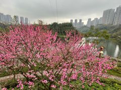 -重庆彩云湖湿地公园