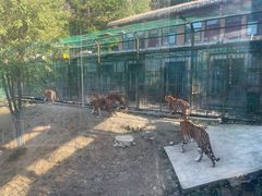 -栾川竹海野生动物园
