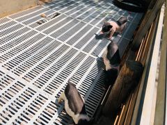 -北京鹿世界主题园