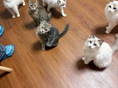 -楼上猫咖(罗湖店)