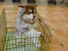 -Let's go狗咖·猫咖·奶狗·桌游(春熙路IFS店)