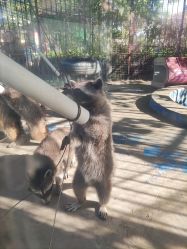 -萌宠亲子动物乐园(槐房万达店)