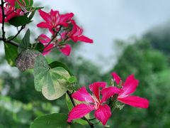 -广西交投桂林高速公路运营有限公司临桂分公司