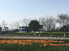 -杭州湾海上花田景区