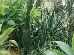-深圳仙湖植物园