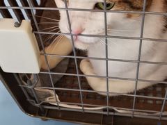 -萌兽医馆·犬猫专科·眼科中心·宠物医院(朝阳门分院)