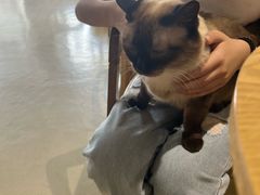 -藏猫猫咖啡主题馆(中央大道店)