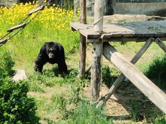 -大连森林动物园