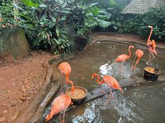 -海南热带野生动植物园