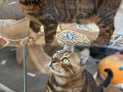 -糯米喵星人总部直营旗舰店·猫舍·幼猫出售