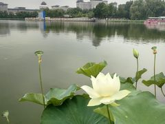 -莲花池公园