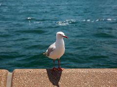 -悉尼海港大桥