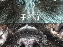 -北京派仕佳德动物医院·超导核磁·CT·神经科·骨科·内外科·急重症管理中心