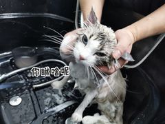 -四月宠物医院·猫专科·心脏专科·内科(转塘店)