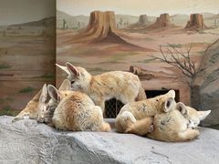 -上海野生动物园