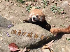 -上海野生动物园