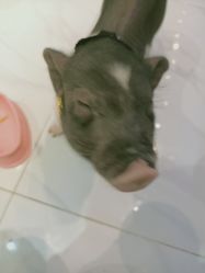 -Moni星球萌宠·小马宝莉·灵蛇·高端高阶全萌宠互动体验俱乐部(红豆国际广场店)