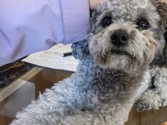 -黑青稞庄园·新式藏餐·牦牛肉汤锅(新都桥店)