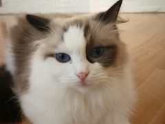 -momokira米努特·德文卷毛猫·棉花面纱犬