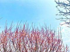 -香雪海