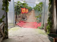 -马陆小张葡萄园农家乐