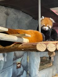 -Zoolung Zoolung动物主题公园(海信广场店)