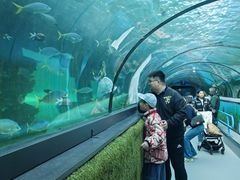 -悉尼海洋生物水族馆