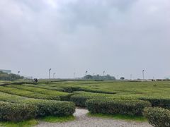 -雪绿茶博物馆