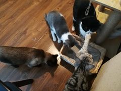-猫友咖啡店(玉林西路店)
