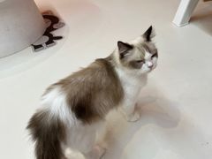-三花喵·撸猫购宠·宠物生活馆(虹桥南丰城店)