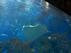 -芜湖新华联大白鲸海洋公园