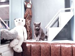 -猫小院猫主题餐厅(三里屯店)